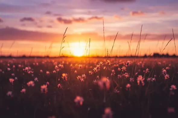 Enchanting Wildflower Field Bathed in Golden Sunset Light