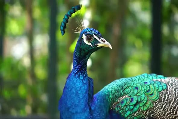 Regal Peacock Portrait