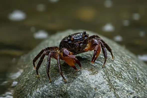 Crab on Rock Near Flowing Water