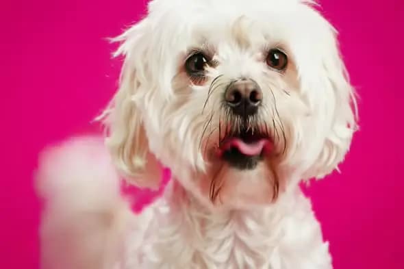 Fluffy White Dog on Pink Background