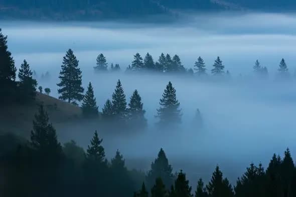 Mysterious Misty Forest Landscape Ethereal Mountain Scenery