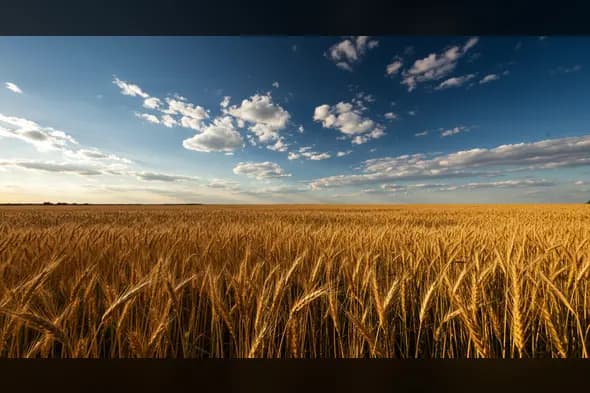Golden Wheat Field Horizon View with Blue Sky | AIClips Rural Landscape Backdrop