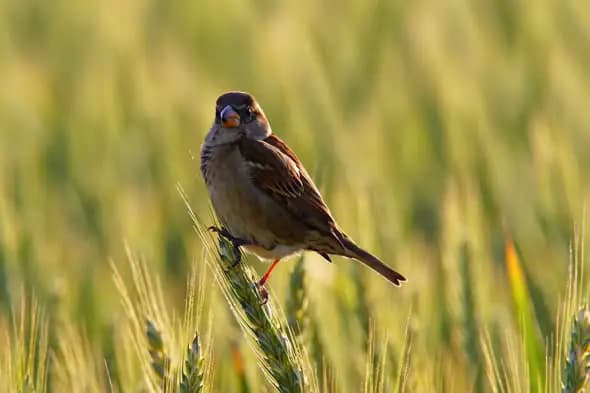 Sparrow Perched on Wheat Stalk