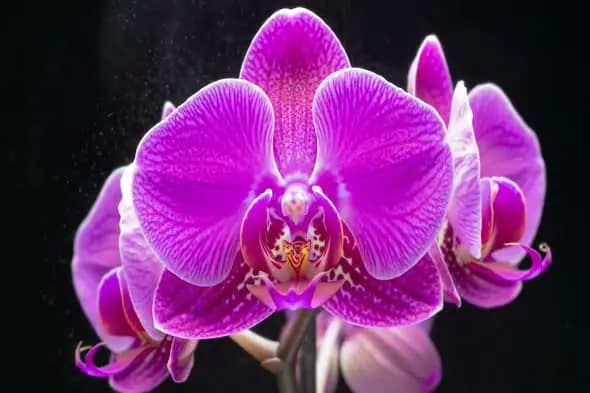 Close-Up Blooming Purple Orchid Flower with Dark Studio Background