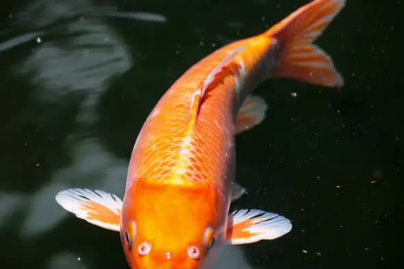 Graceful Koi Fish Swimming in Still Pond