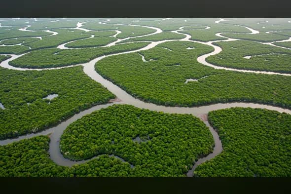 Aerial View of Dense Mangrove Forest with Winding Waterways
