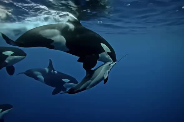 Orcas Hunting Dolphin Underwater