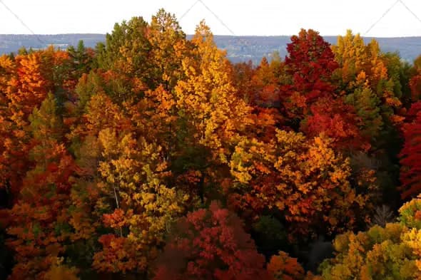 Aerial View of Colorful Autumn Forest with Vibrant Foliage