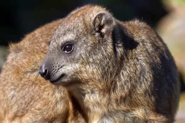 Rock Hyrax Close-up
