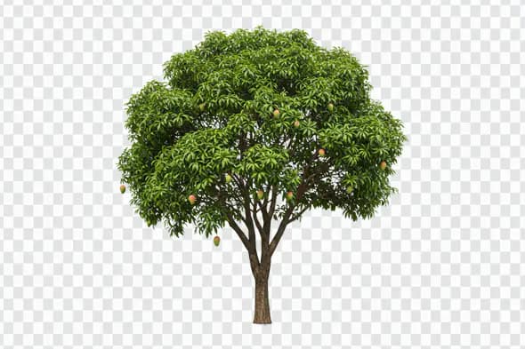 Lush Green Mango Tree Isolated PNG Clipart
