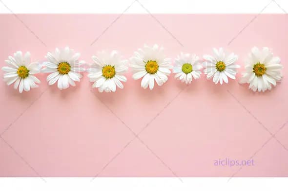 Daisy Row on Pink