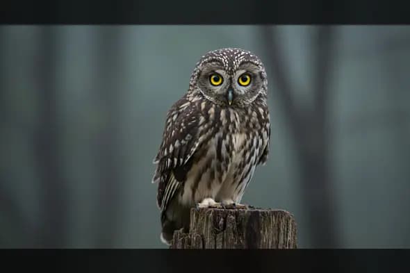 Close-Up Owl on Wooden Post – Moody Indian Forest Wildlife Scene