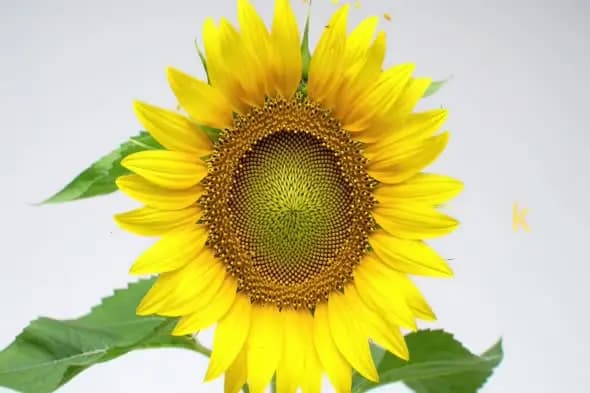 Vibrant Sunflower Close-up with Perfect Fibonacci Pattern