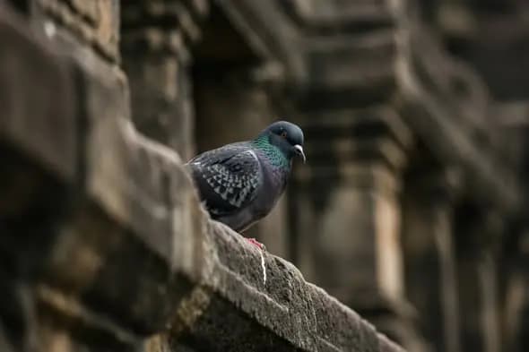 Lonely Pigeon Resting on Ancient Stone Railing in Heritage Structure