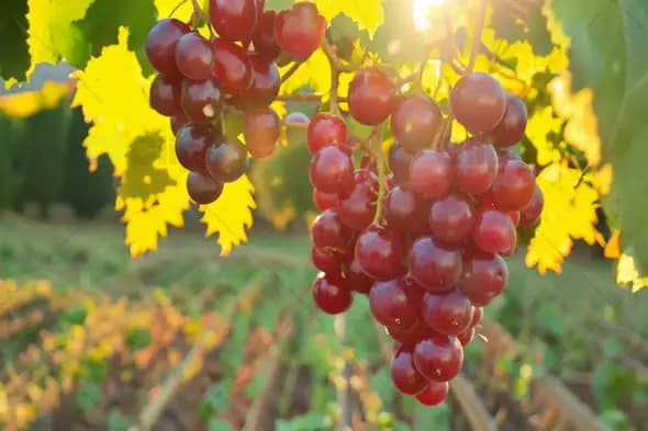Sunlit Vineyard Grapes at Harvest Time