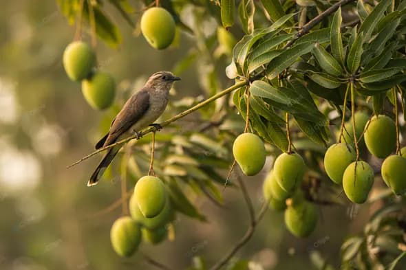 Songbird Perched on Mango Tree