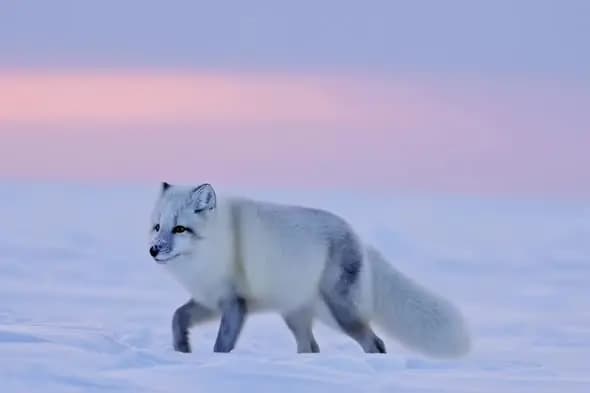 Arctic Fox Prowling Snowy Landscape Pastel Sky Scenery