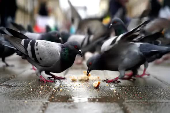 Urban Pigeons Feeding Close-up