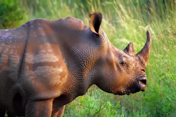 Wild Indian Rhino Grazing in Lush Green Forest Grassland