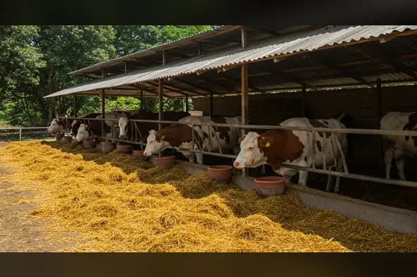 Modern Indian Cow Shed Feeding Scene | Dairy Farm Image by AIClips