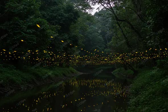 Firefly Ballet Over Forest Stream