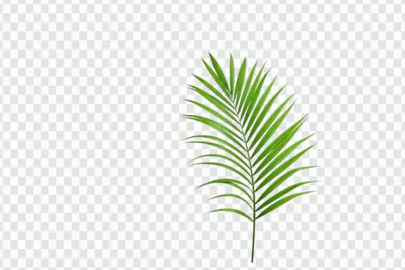 Vibrant Green Palm Frond Tropical Leaf PNG
