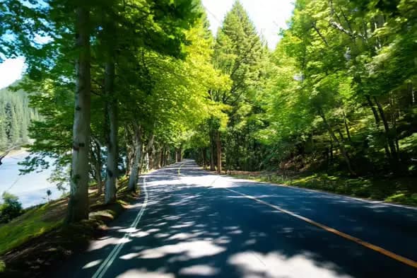 Scenic Forest Road Drive Through Sunlit Trees