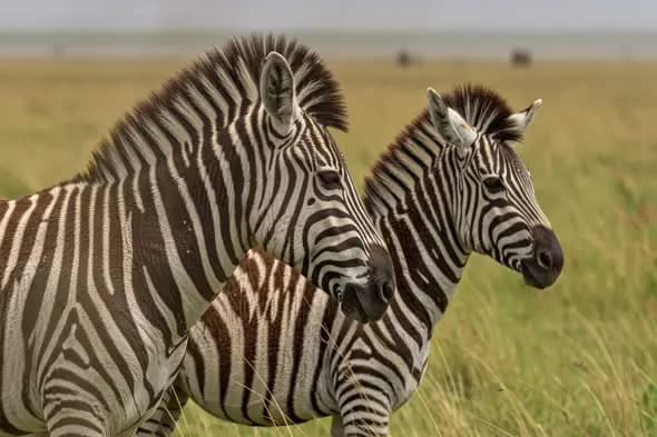 Zebra Duo in Savanna Grasslands
