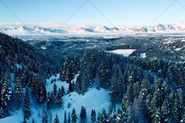 Aerial View of Snow-Covered Forest in Winter Mountain Landscape