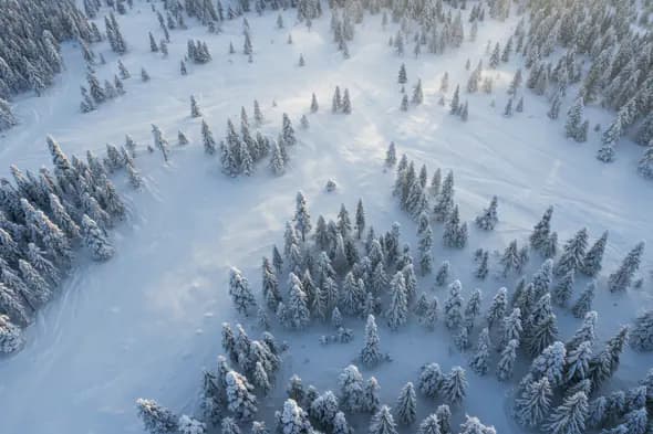 Aerial Winter Forest Wonderland