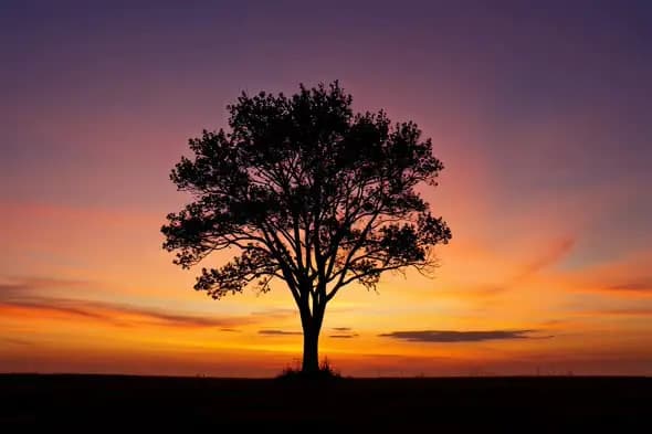 Majestic Lone Tree Silhouette Against Vibrant Sunset Sky