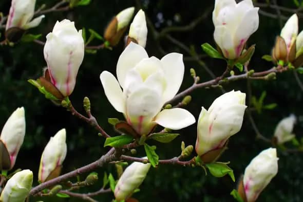Blooming White Magnolia Flowers on Tree Branches