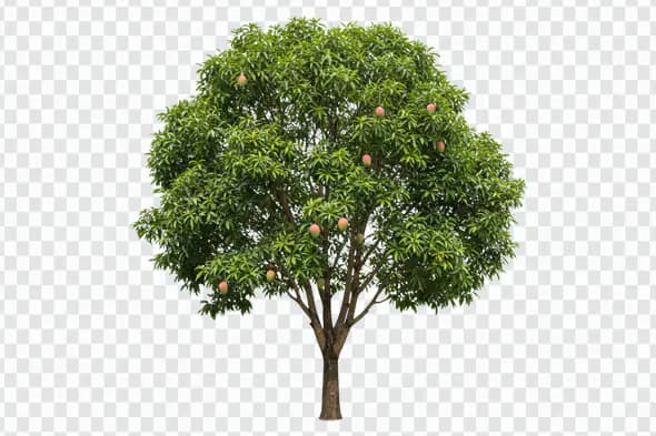 Lush Mango Tree with Ripe Fruits PNG
