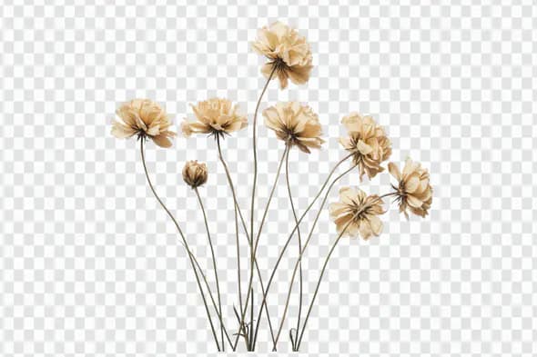 Elegant Dried Cosmos Flowers Bouquet PNG Clipart