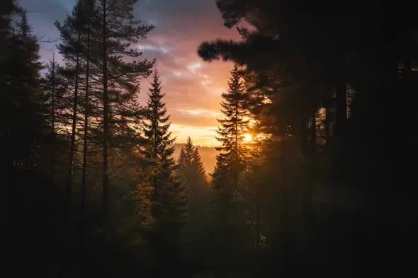 Vibrant Sunset Illuminates Majestic Pine Forest Silhouettes
