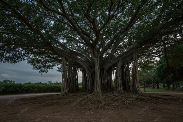 Majestic Banyan Tree at Dusk