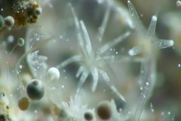 Macro View of Underwater Microorganisms and Coral Polyps in Motion