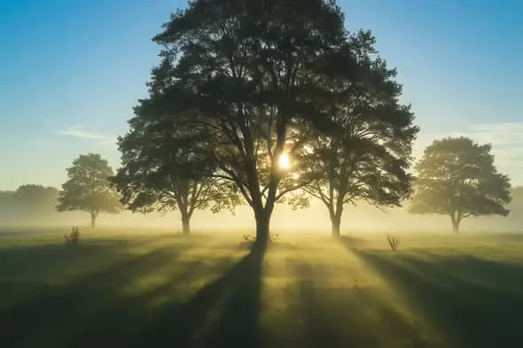 Sunbeams Pierce Morning Mist Through Majestic Oak Trees