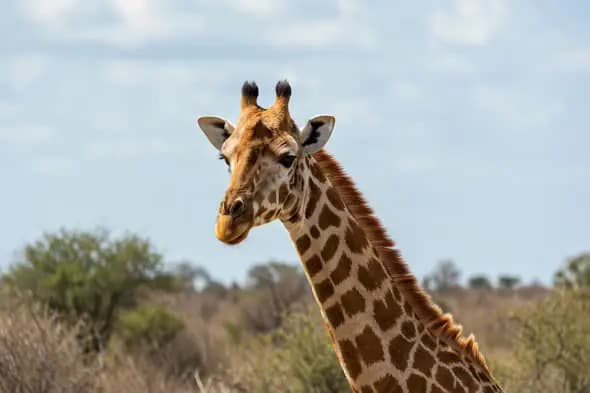 Elegant Giraffe Portrait in African Savanna