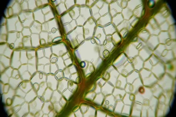 Microscopic View of Plant Leaf Cell Structure with Vascular Details for Science Projects