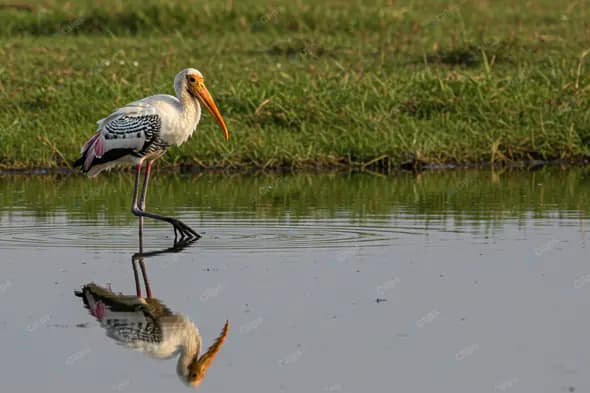 Solitary Painted Stork in Serene Wetland