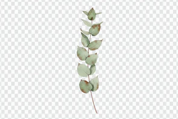 Elegant Eucalyptus Branch Watercolor Illustration PNG