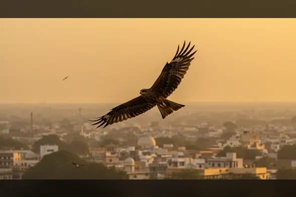 Majestic Eagle Gliding Over Cityscape at Sunset