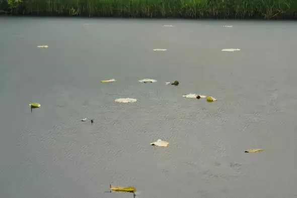 Tranquil Pond Surface with Floating Leaves Scenery
