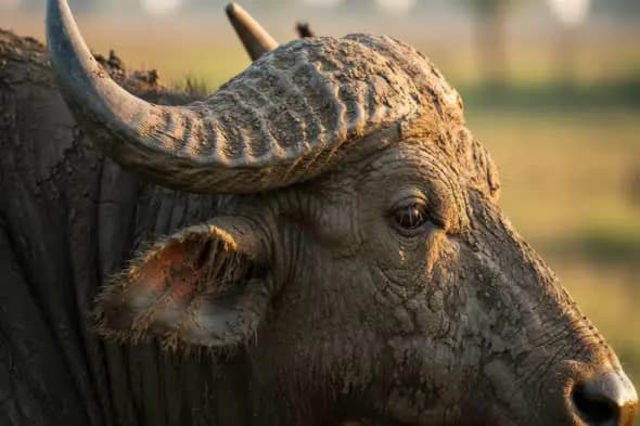 Close-Up of Indian Buffalo Covered in Mud at Sunset