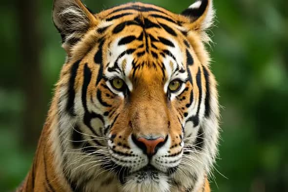 Intense Tiger Close-Up in Jungle Ambience