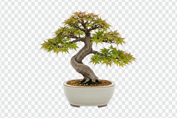Elegant Japanese Maple Bonsai Tree PNG Clipart