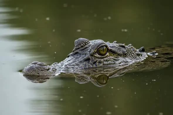 Close-Up of Indian Crocodile Eyes Peeking Through Murky Water