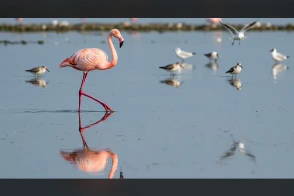 Flamingo Striding Through Shallow Wetland – Elegant Indian Birdlife Moment