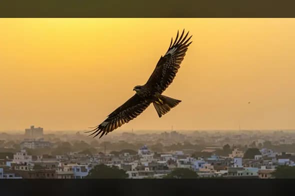 Soaring Eagle Silhouetted Against Urban Skyline at Sunset